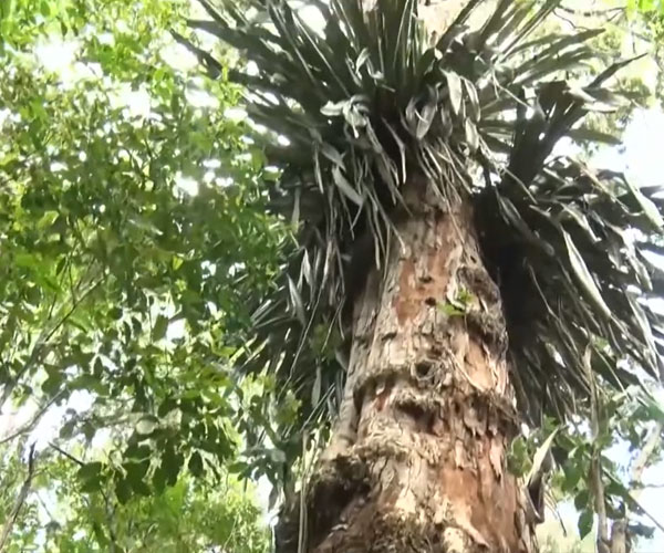 Botânicos registram maior exemplar de Pau-Brasil na Bahia